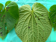 Kava leaves with disease symptoms - Risk to potential export crop